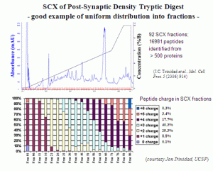 SCX of Post-Synaptic Density Tryptic Digest